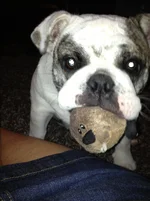Daisy-Beaver 2013-08-28.webp