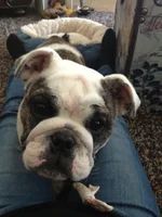 Daisy8.webp