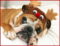 vegas christmas 400.webp
