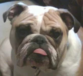 tongue.webp