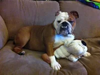 Guinness and her BF.webp Guinness and her BF.webp