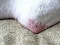 sarge red spot.webp