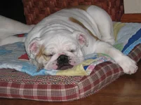 Emmie 083.webp