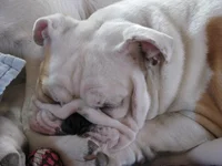 Emmie 099.webp