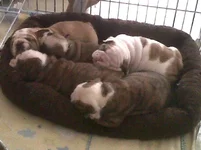 our last litter.webp our last litter.webp