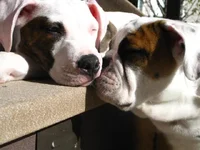 4-17-11 (51).webp