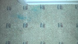 carpet.jpg carpet.jpg