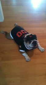 Giants Fan.webp