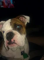 arnold 4 months.webp