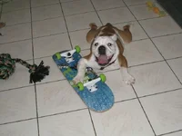 laid out w skateboard.webp laid out w skateboard.webp