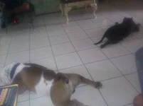 spread eagle.webp spread eagle.webp