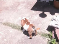 spotted back.webp