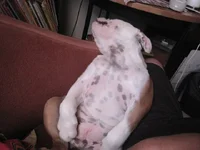 on his back.webp on his back.webp