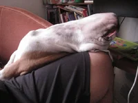 on his back next to me.webp on his back next to me.webp