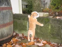 daphne 058.webp