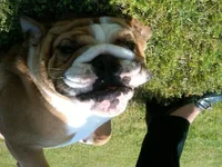 Bubbajupsidedown.webp