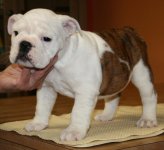 my new pup.jpg my new pup.jpg