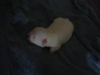my new baby.jpg my new baby.jpg