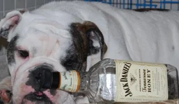 Drunk Jack.webp