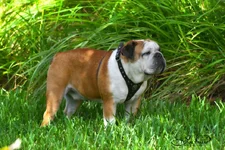 Bruno.webp Bruno.webp