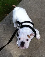 winston.webp