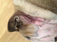 ear1.jpg ear1.jpg