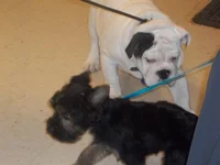 100_0345.webp