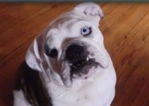 beautiful bullie 2.jpg