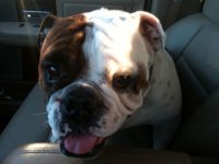 Rex Front Seat.jpg Rex Front Seat.jpg