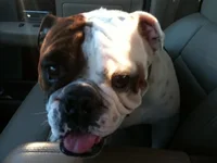 Rex Front Seat.webp Rex Front Seat.webp