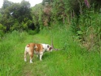 Sniffing the flowers.jpg