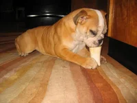 daphne 224.webp