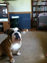 ImageUploadedByTapatalk1311948560.244167.webp