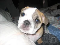 daphne 040.webp