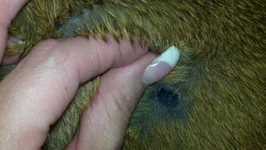 dixie's skin 003.webp