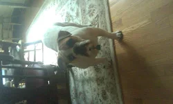 Hambone.webp