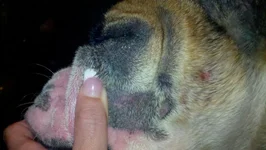 dixie's skin 002.webp