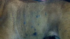 dixie's skin 001.webp