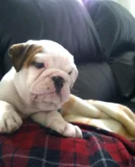 hank2.webp