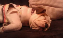 hank.webp