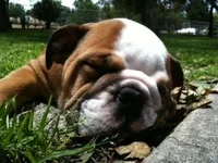 Dodey.webp