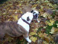 Bo and Bea - playing in the leaves.jpg