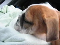 daphne 131.webp