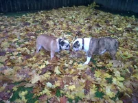 Bea and Bo - ready to pounce.webp