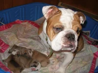 puppies 1 wk 070.webp