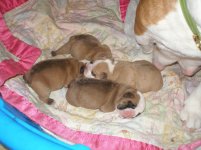 puppies 1 wk 072.jpg