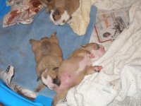 puppies 1 wk 079.jpg