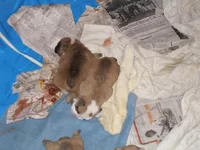puppies 1 wk 080.webp