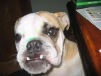 daphne 523.webp