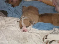 puppies 1 wk 085.webp